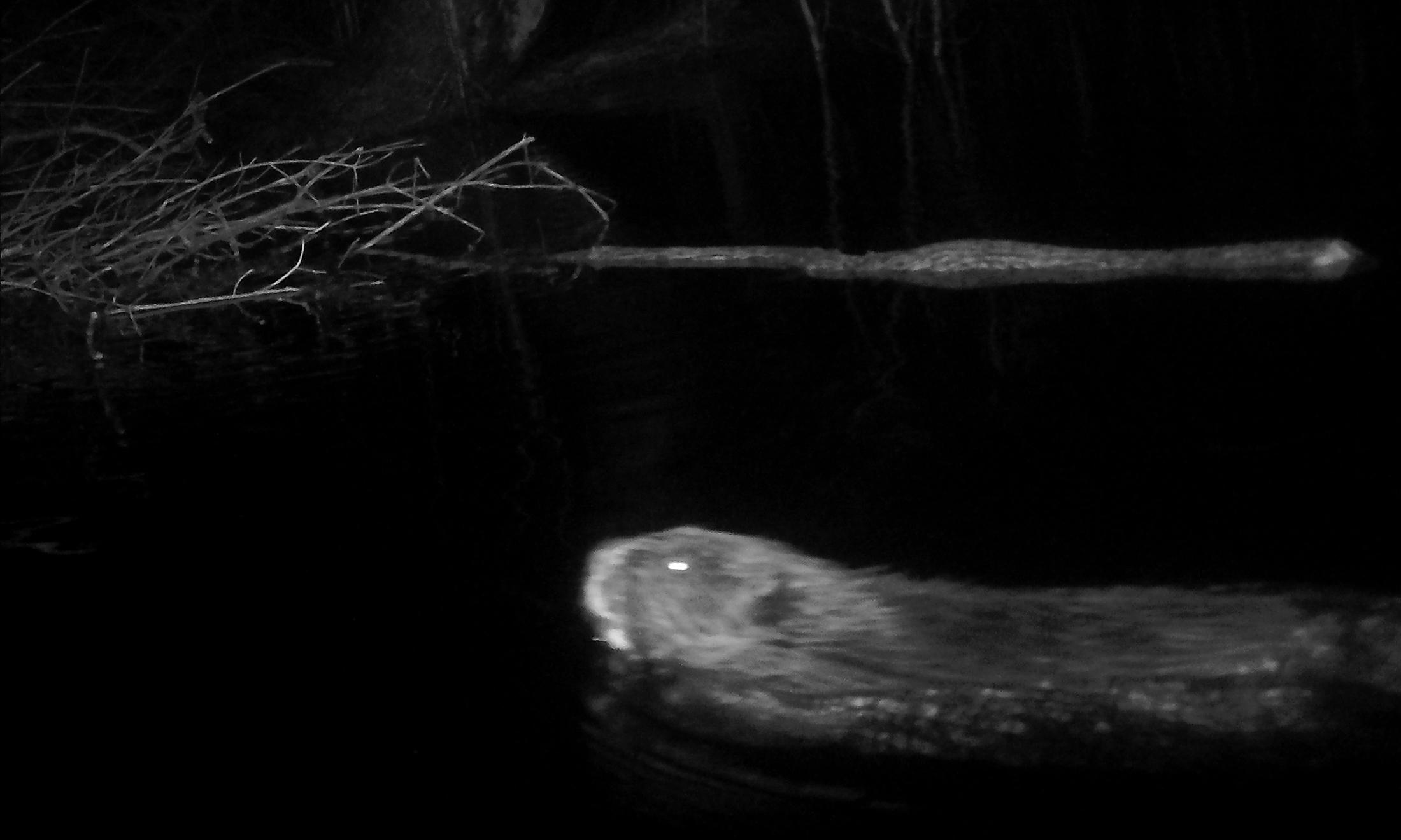 Beaver in OU Preserve